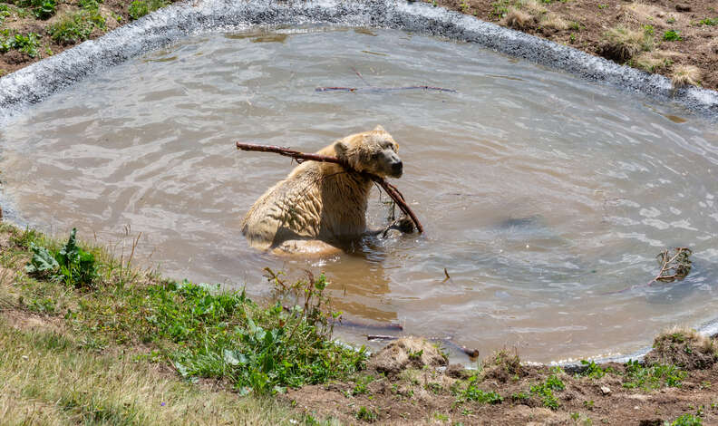 Ex-circus bear Napa enjoying his personal pool in Switzerland sanctuary