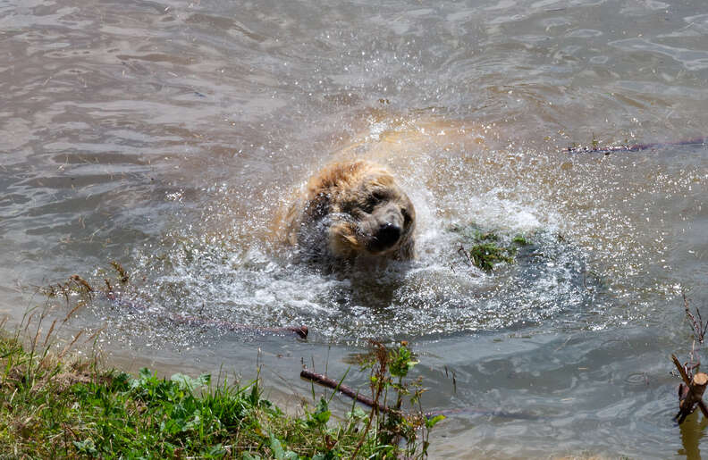 Ex-circus bear Napa enjoying his personal pool in Switzerland sanctuary