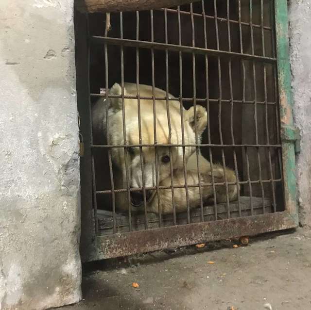 Ex-circus bear at zoo in Serbia before rescue