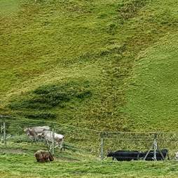 Rescued circus bear meeting some cow neighbors in Switzerland