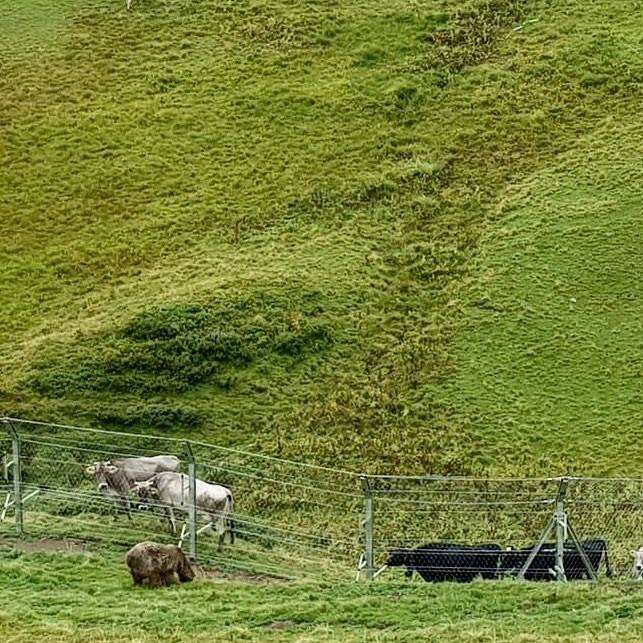 Rescued circus bear meeting some cow neighbors in Switzerland