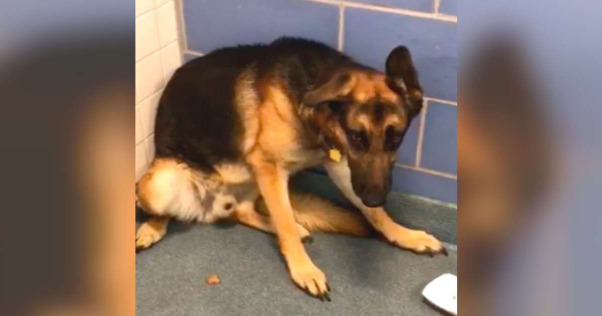 buy baby german shepherd