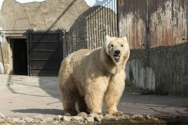 Ex-circus bear from Serbia sees his sanctuary home in Switzerland for the first time