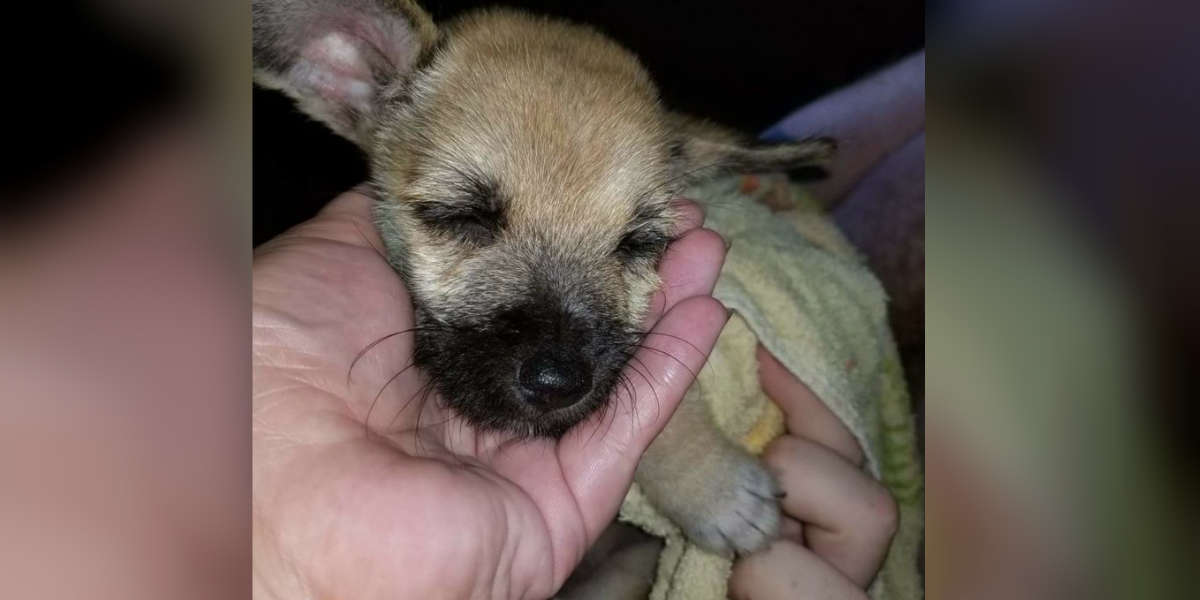 Woman Finds Tiny Puppy Tied To Tree In North Carolina Swamp The Dodo