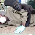 Orphaned gorilla snuggles caretaker at rescue center in Cameroon