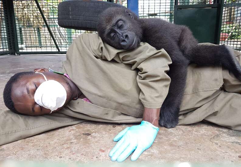 Orphaned gorilla saved from traffickers in Cameroon snuggles with rescuer