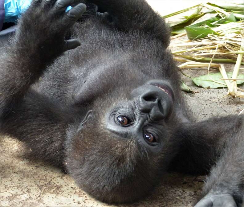 Orphaned gorilla saved from traffickers in Cameroon