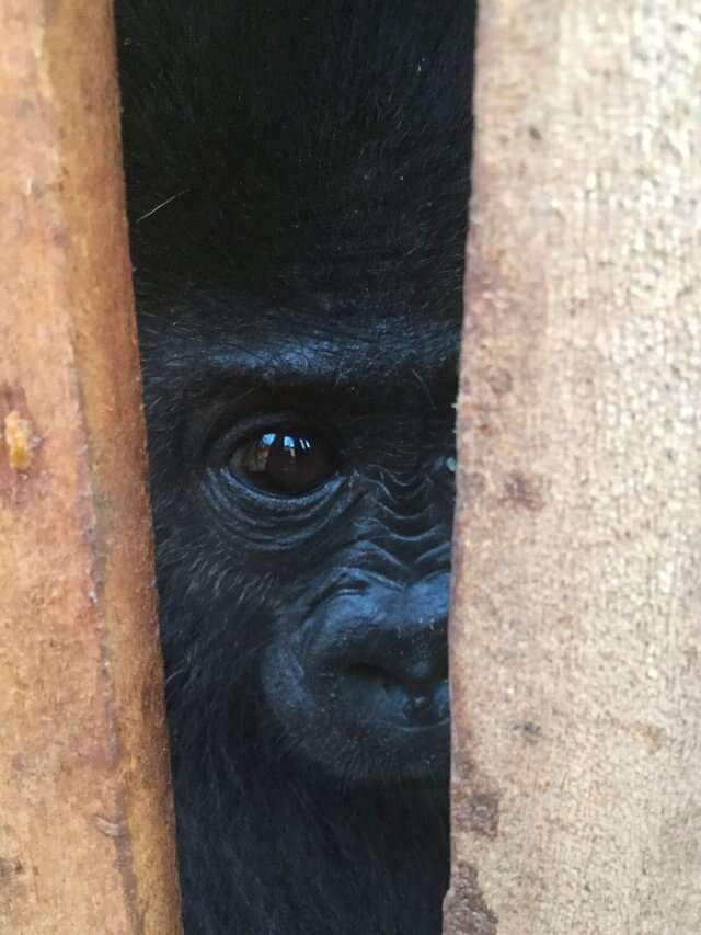 Orphaned gorilla found in wooden crate in Cameroon