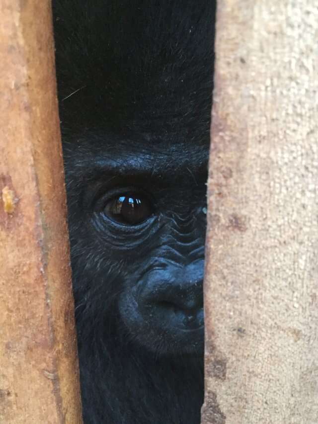 scared baby gorilla