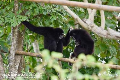 gibbon rescue thailand