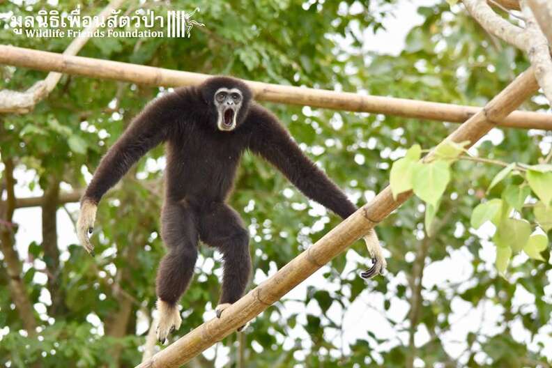 gibbon rescue thailand release