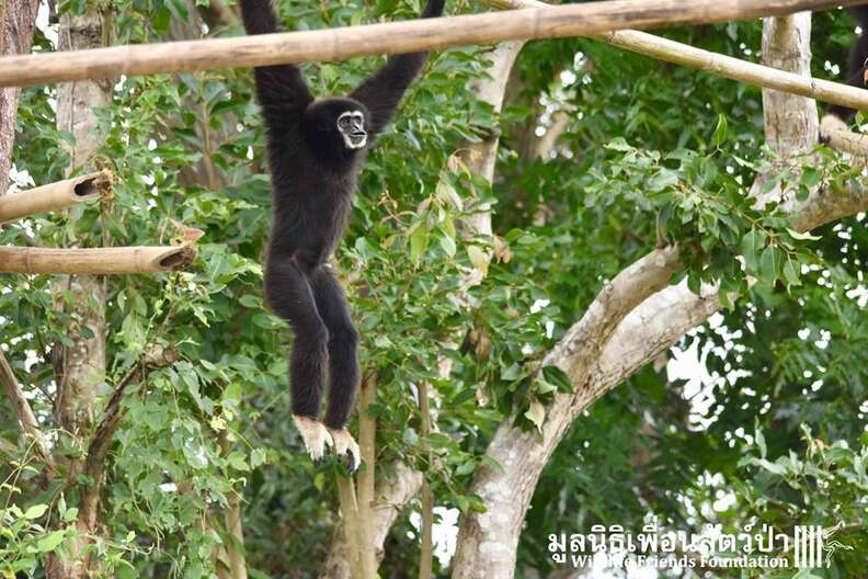 gibbon rescue thailand