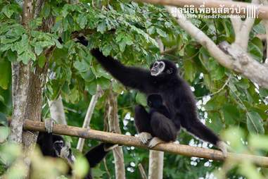 gibbon rescue thailand release