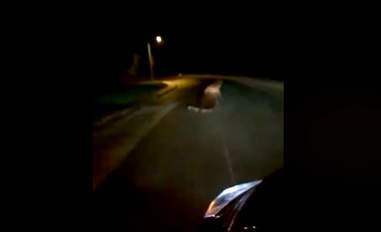 Lost sea lion waddling down street in Alaska