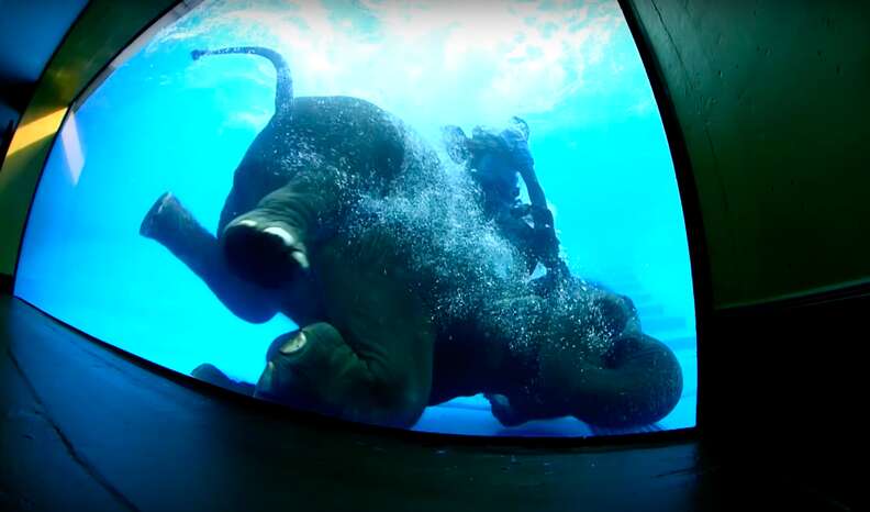 elephant tank swimming