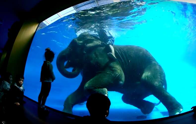 elephant swimming tank thailand