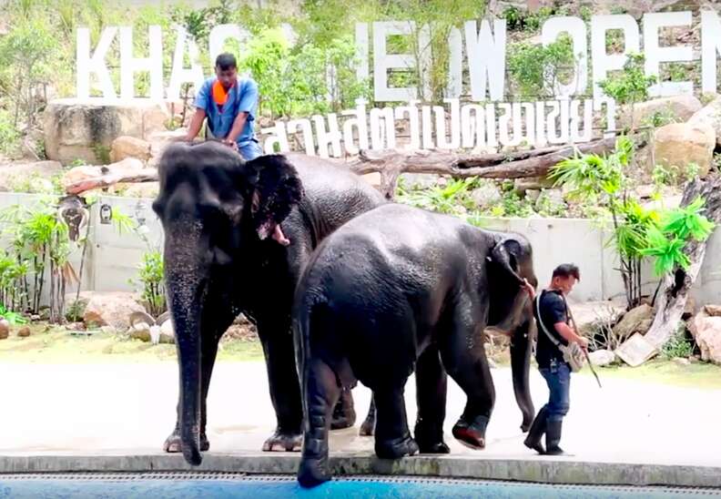 thailand elephant zoo 