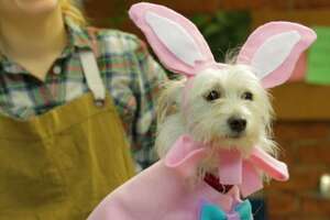 Easter Dog Costume