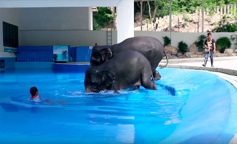 elephant bull hook training