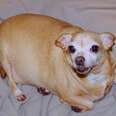 chihuahua weighed 19 pounds