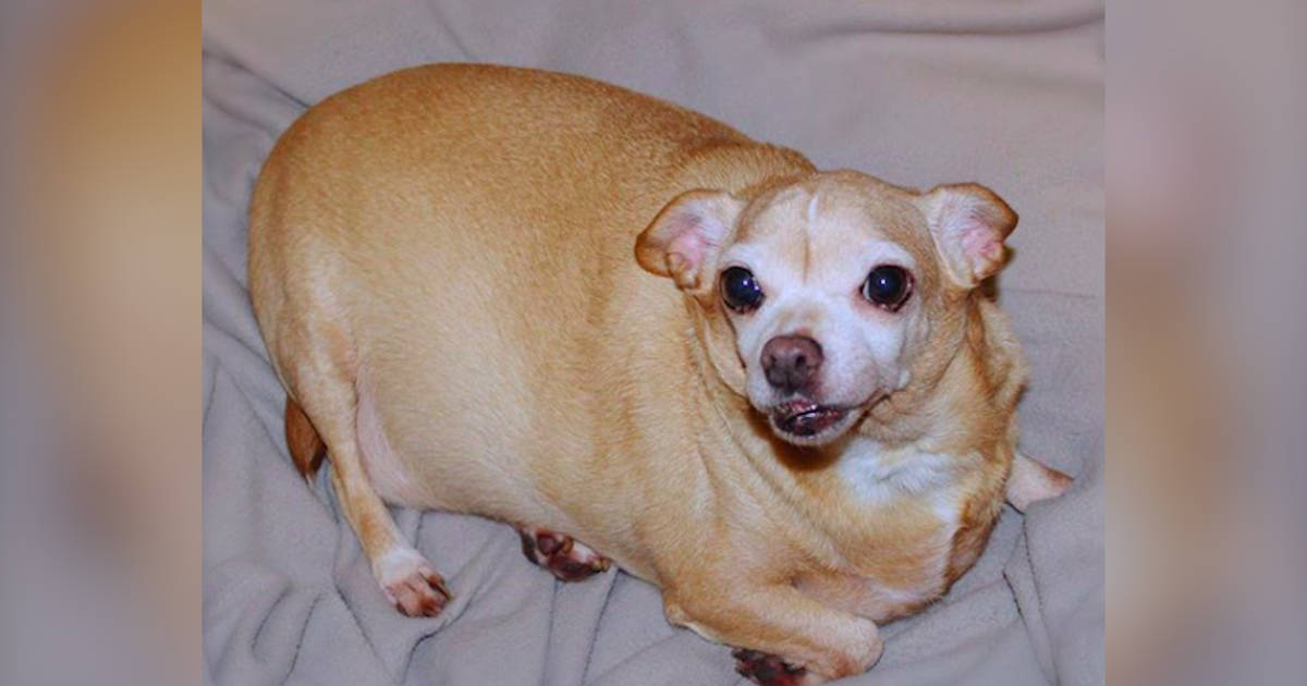 Overweight chihuahuas best sale