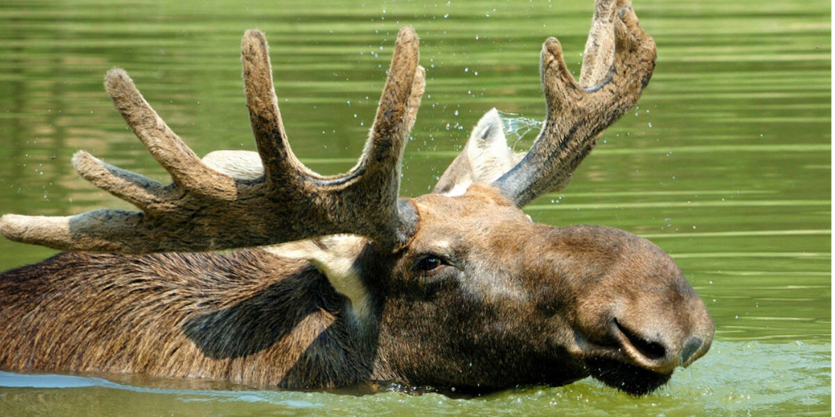 Moose Drowns After Being Crowded By Tourists Taking Photos - The Dodo