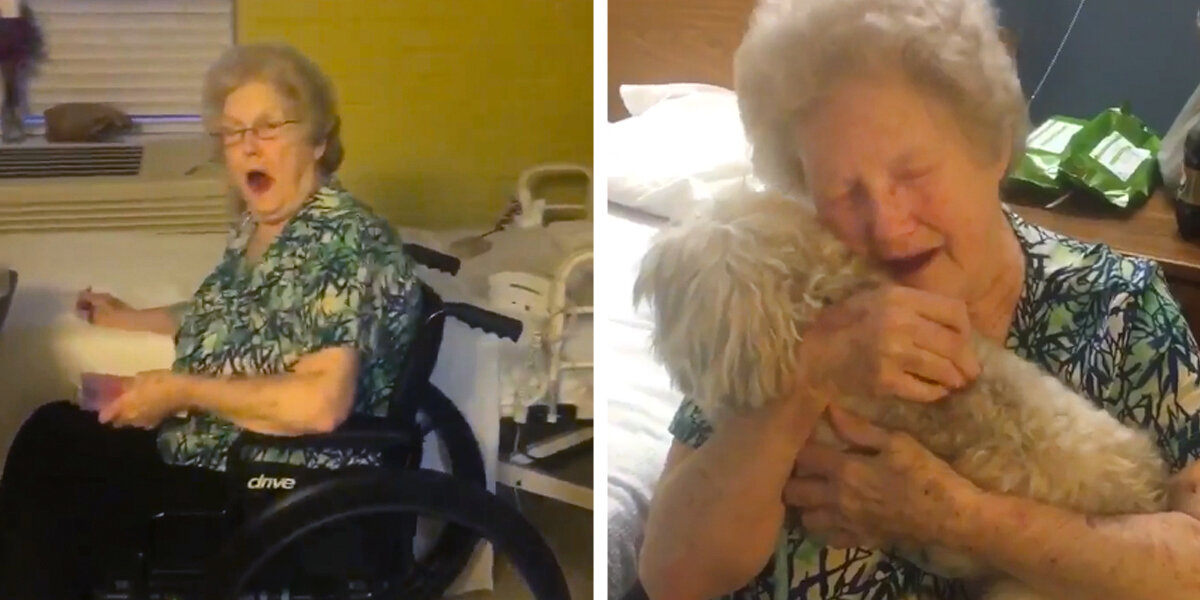 Family Surprises Heartbroken Grandma With A New Dog Friend - The Dodo