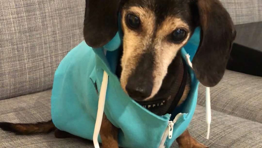 DIY Pet Hoodie Videos The Dodo