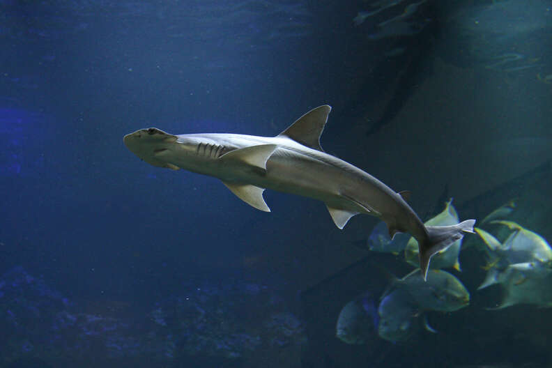 plant eating sharks