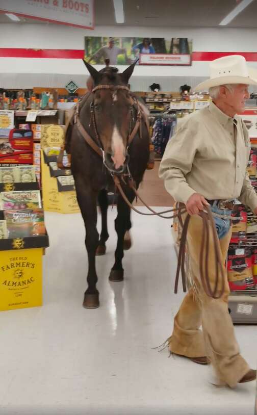 Man Brings Pet Horse Shopping At Tractor Supply - The Dodo