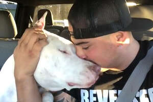 Guy Realizes He Can’t Live Without A Pack Of Pit Bulls