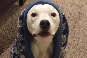 This Pit Bull’s Mom Had The Best Reaction To Discrimination