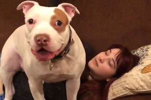 This Pit Bull Made His Family Whole Again 