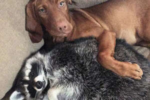 This Dog Is So Protective Of Her Raccoon Sister 