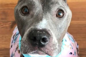 This Pit Bull Wags Her Tail SO Hard No Matter What 