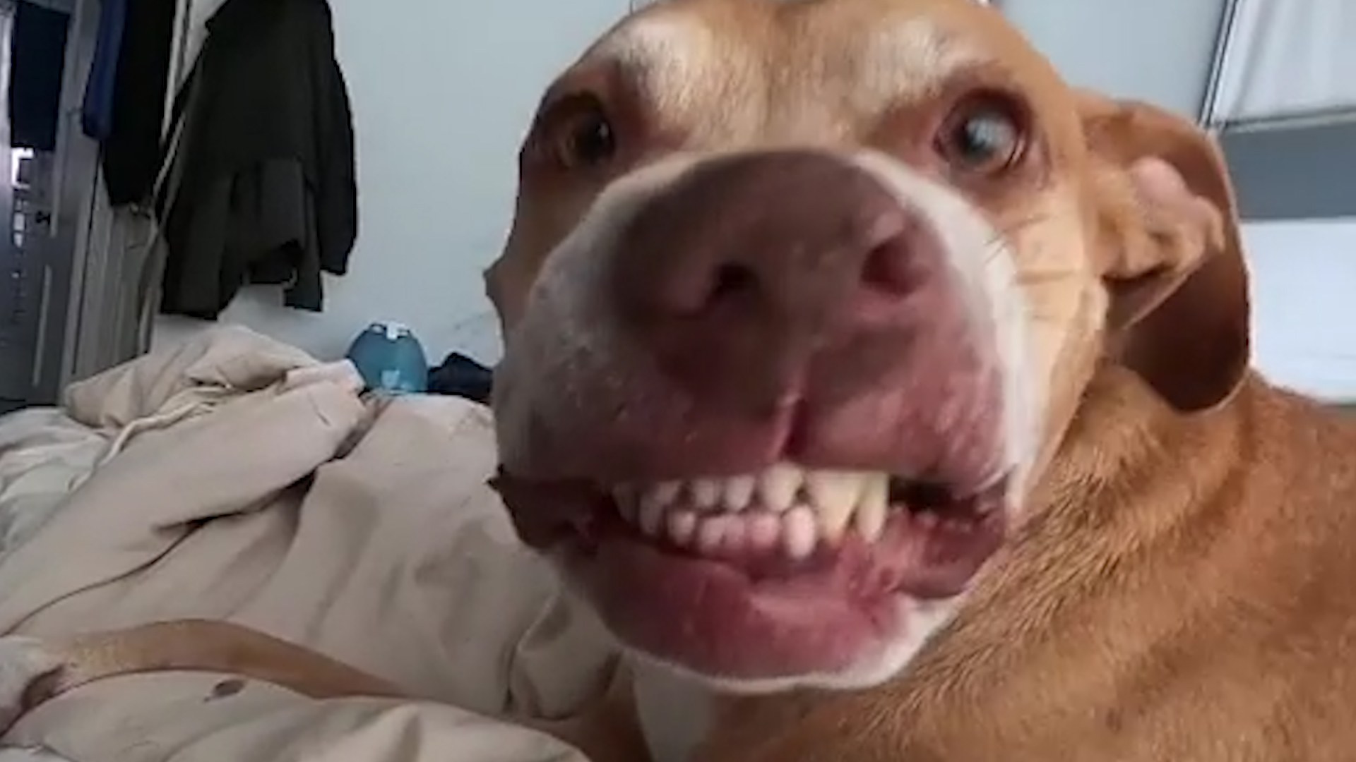 Pitbull smiling 2024 with teeth