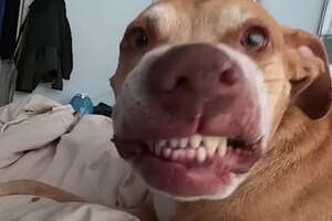 Pit Bull Has The Weirdest, Cutest Smile Ever