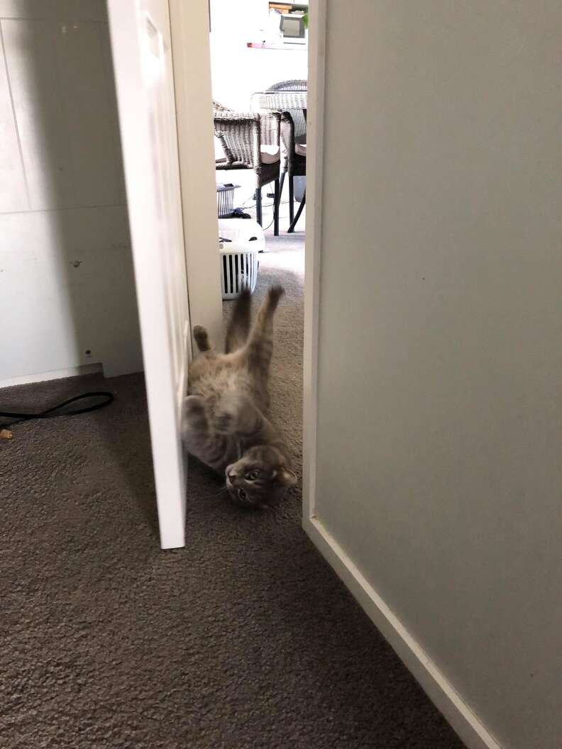 Cat Comes Up With Best Way Of Opening Doors The Dodo