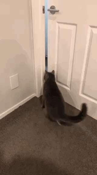 Cat Comes Up With Best Way Of Opening Doors - The Dodo