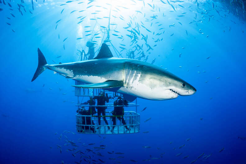 Sharks sauna club The Original,