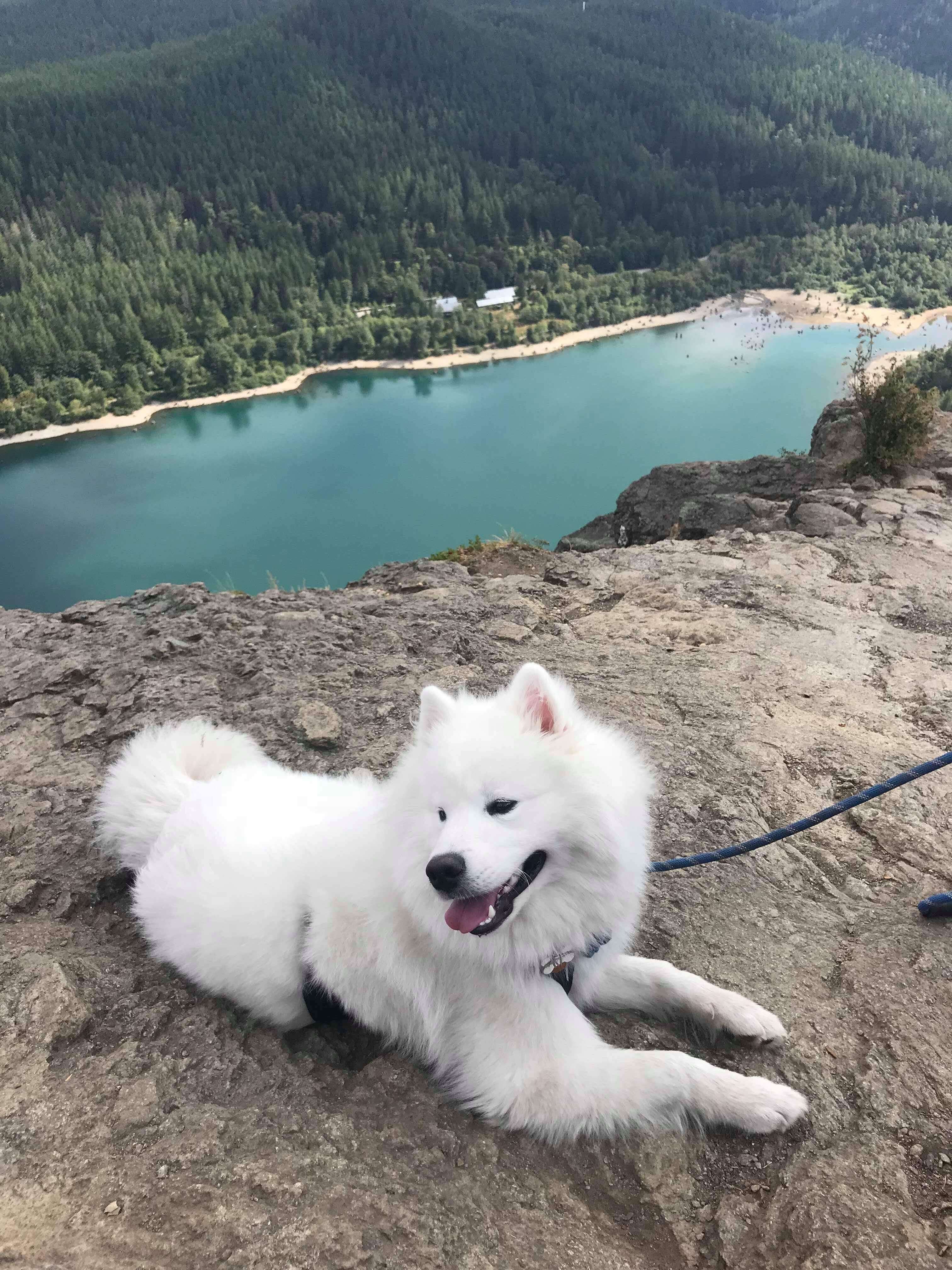 dog goes hiking for the first time