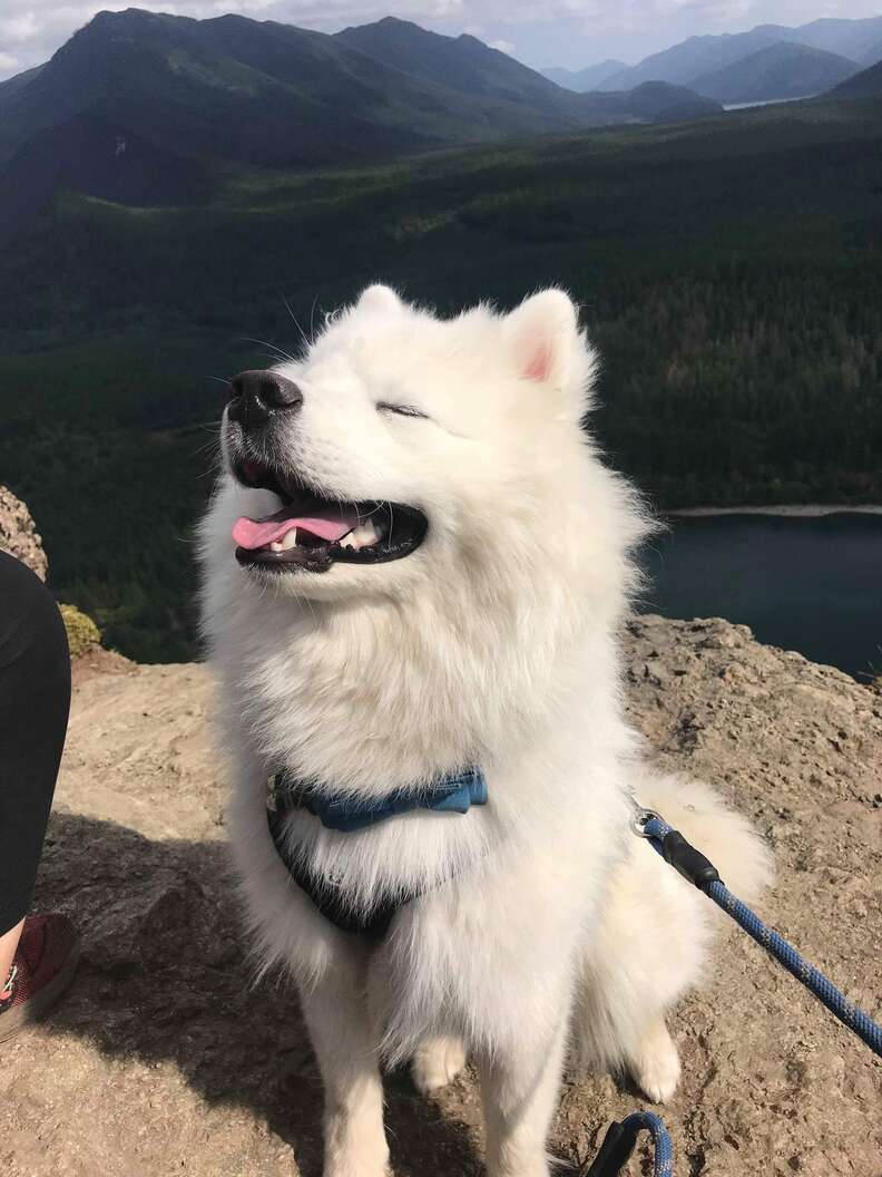 dog goes hiking for the first time