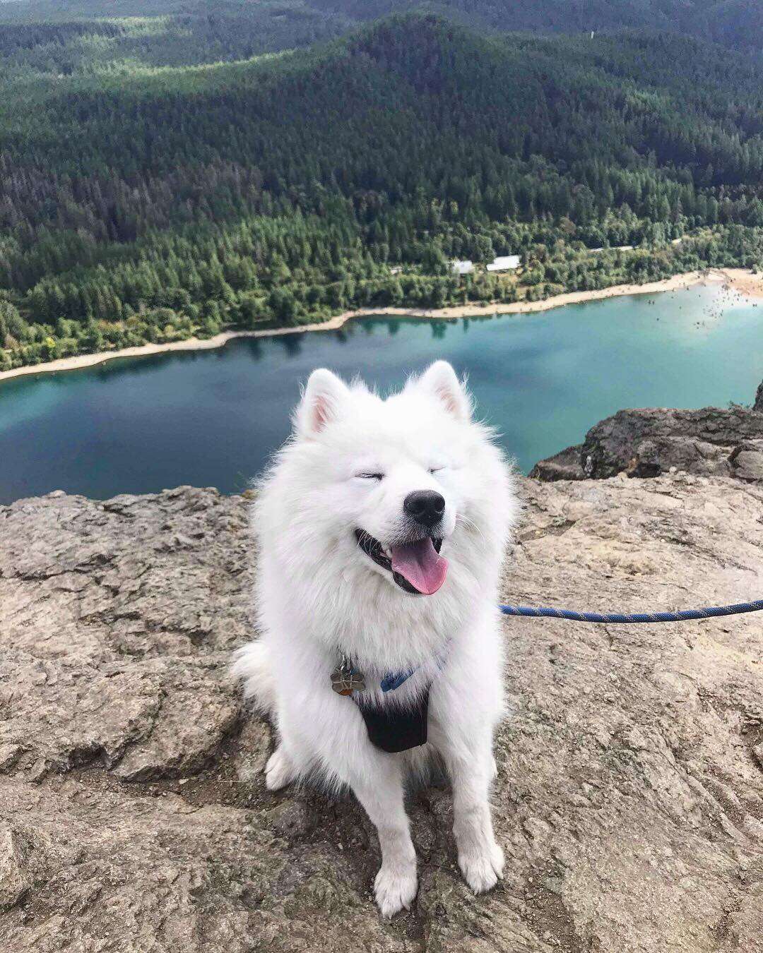 dog goes hiking for the first time