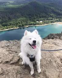 dog goes hiking for the first time