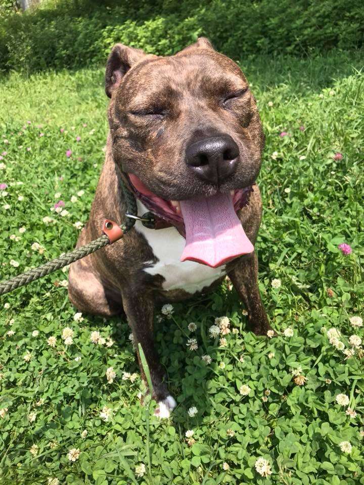 dog pit bull rescue adoption new york