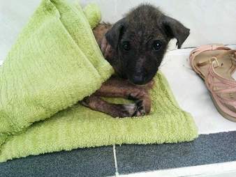 Ika the puppy heals at Maëlle Girard's house in Bali