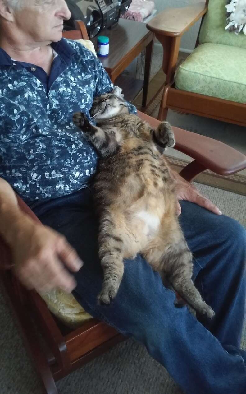 cat loves cuddling with dad