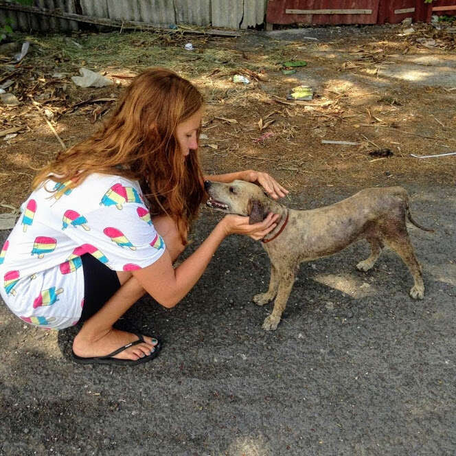 Dobbie, the stray balinese dog, gets pets