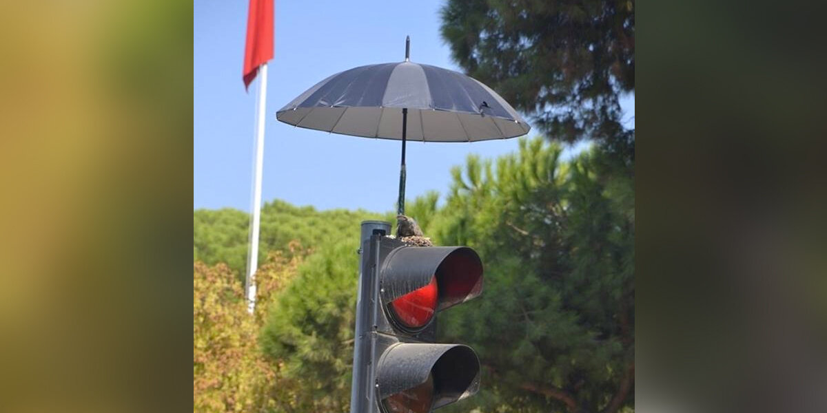 Someone Put An Umbrella On This Traffic Light For The Nicest Reason