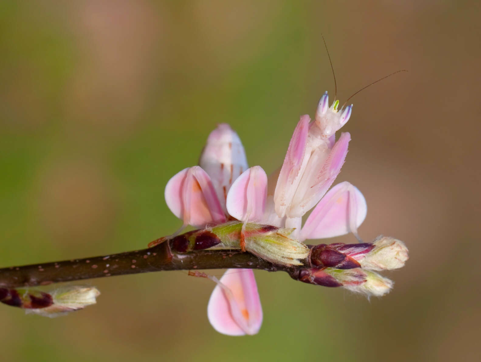 Prementus Insect Meet The Orchid Mantis — A Bug That Looks Just Like A Flower - The Dodo